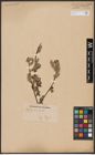 Foto von Salix aurita L.